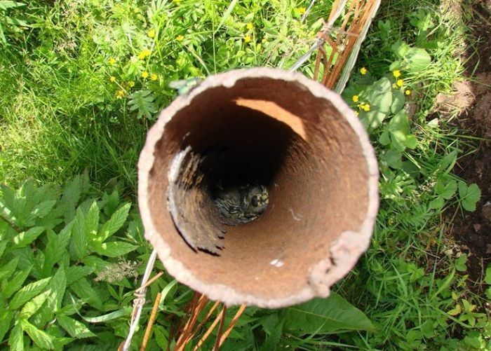 nest03.jpg